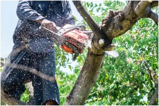 tree services Cambria
